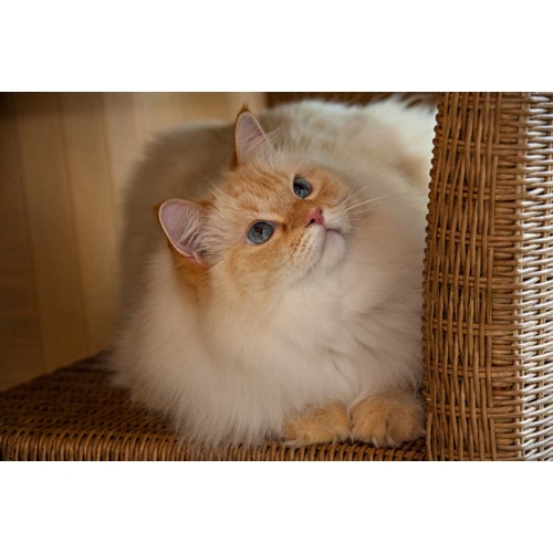 USA, Pennsylvania, Erie Humane Society cat